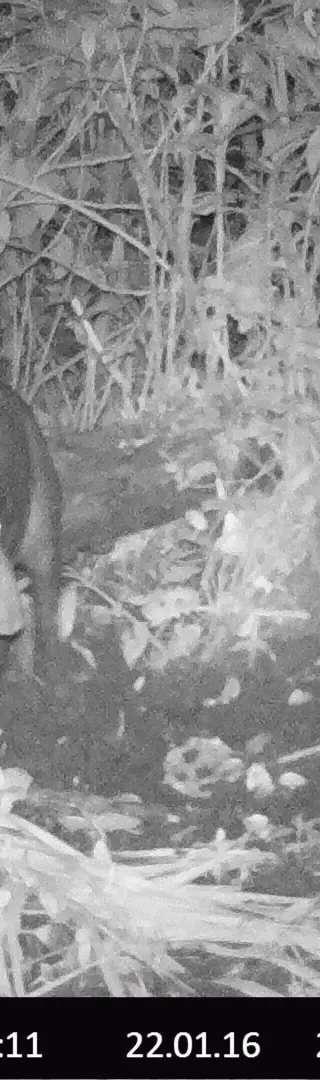 Der Tapir tappt in unsere Wildtierkamera